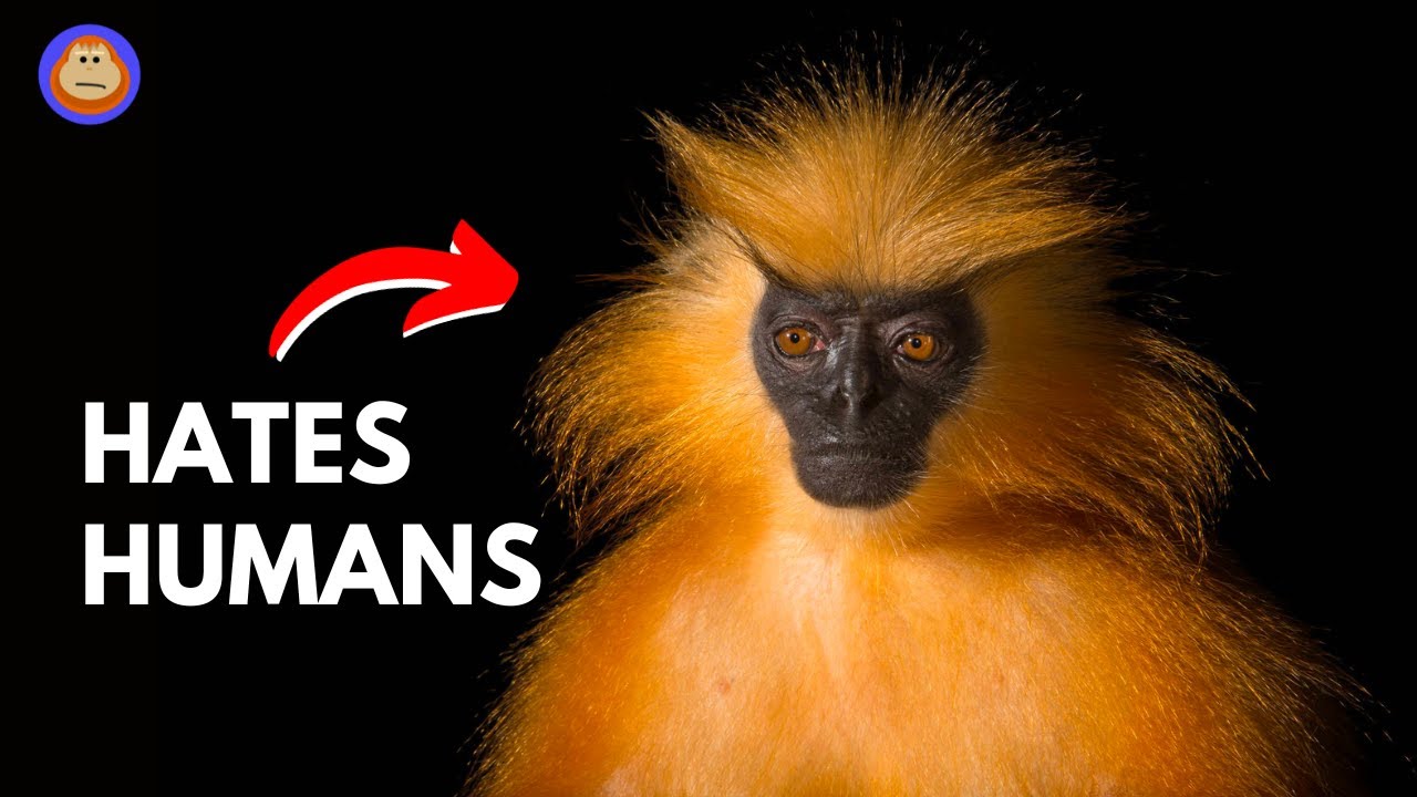 Golden Langur Conservation Initiative